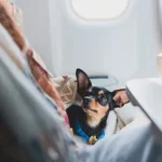 Air Travel With Dogs