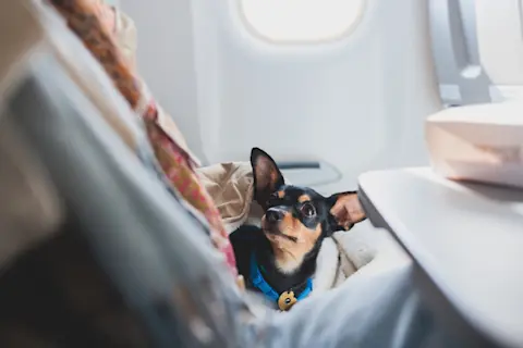 Air Travel With Dogs