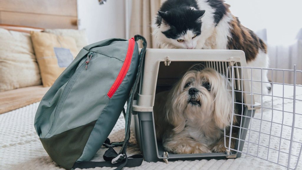 American Airlines Traveling With Dog