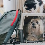 American Airlines Traveling With Dog
