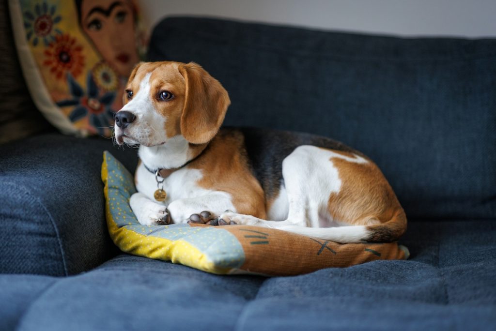 Are Beagle Dogs Easy to Train