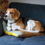 Are Beagle Dogs Easy to Train