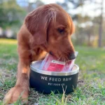 Are Grain-Free Diets Best for Dogs