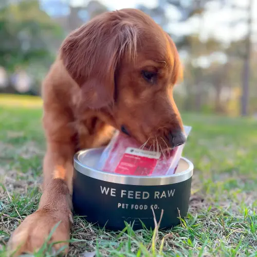 Are Grain-Free Diets Best for Dogs