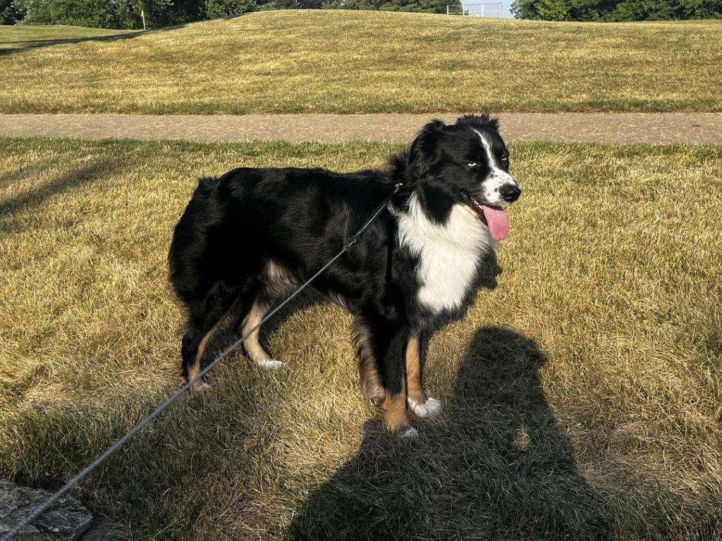 Are Male Dogs Hard to Potty Train