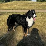 Are Male Dogs Hard to Potty Train