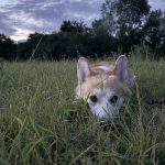 Behavior Changes After Neutering Dog