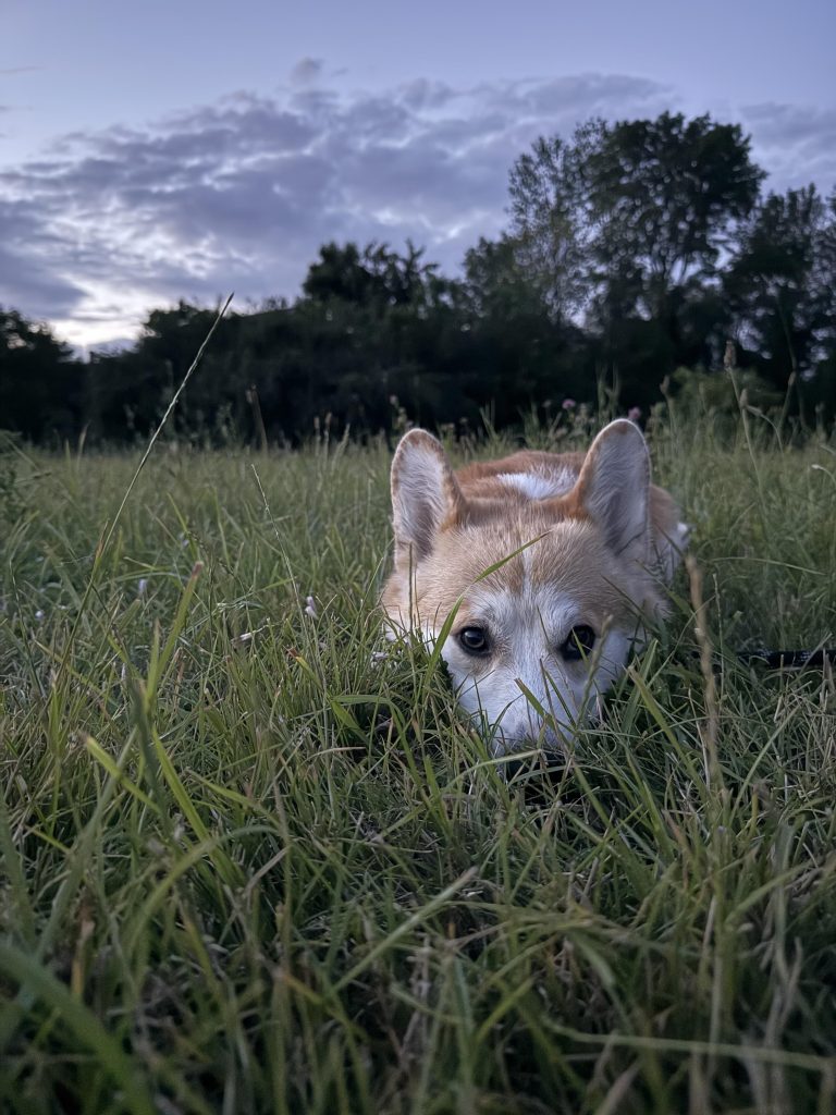 Behavior Changes After Neutering Dog