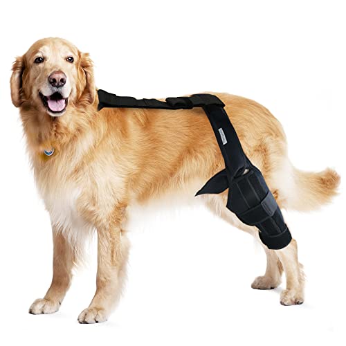 Best Acl Brace for Dogs