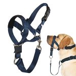 Best Aggressive Dog Trainers near Me