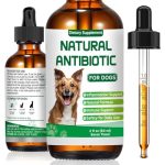 Best Antibiotic for Orchitis in Dogs