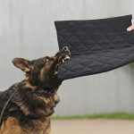 Best Beds for Dogs That Chew