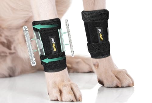 Best Braces And Splints for Dogs