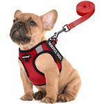 Best Breed for Service Dog