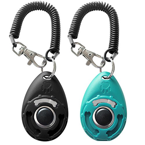 Best Clicker Training for Dogs