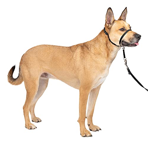 Best Collar for Dog Walking