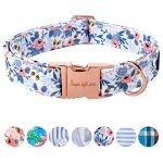 Best Collar for Small Dogs
