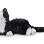 Best Companion Dogs for Seniors