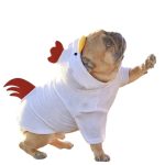 Best Dog And Owner Costumes