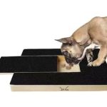 Best Dog Board And Train