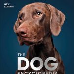 Best Dog Breeds for Older Adults