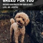 Best Dog Breeds to Be Left Alone