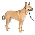 Best Dog Collars for Walking