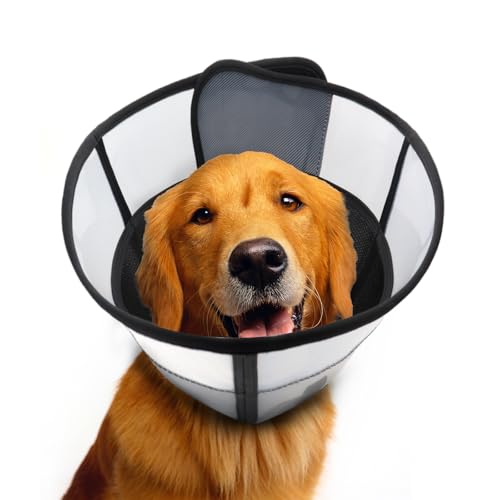 Best Dog Cone to Stop Licking Paws