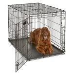 Best Dog Crate for Husky