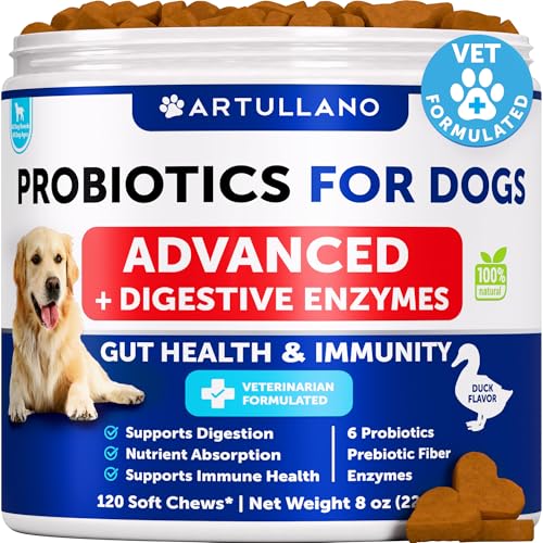 Best Dog Food to Prevent Yeast Infections
