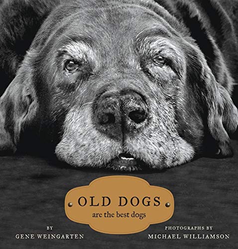 Best Dog for Older Adults
