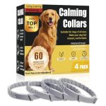 Best Dog for Someone With Anxiety