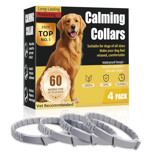 Best Dog for Someone With Anxiety