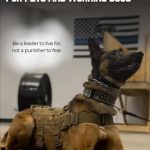 Best Dog for Working Person