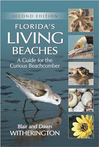 Best Dog Friendly Beaches in Florida