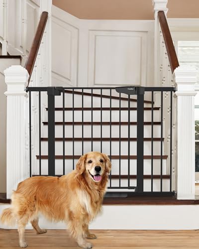Best Dog Gates for Stairs