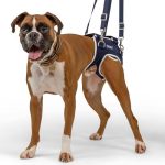 Best Dog Harness for Hip Dysplasia