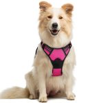 Best Dog Harness for Small Dogs That Pull
