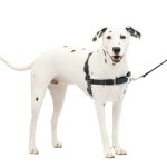 Best Dog Harness to Stop Pulling