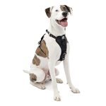 Best Dog Vehicle Safety Harness