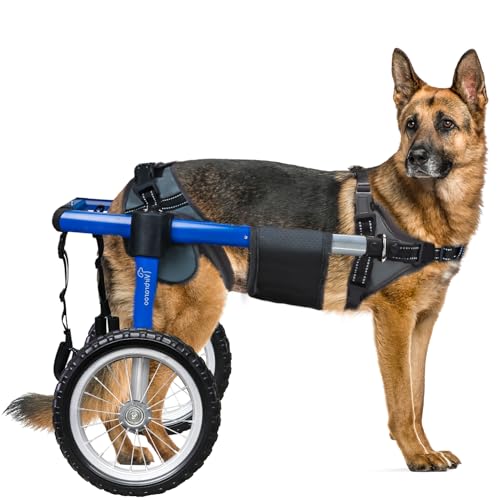 Best Dog Wheelchair for Back Legs
