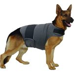 Best Dogs for Anxiety And Panic Attacks