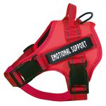 Best Dogs for Emotional Support