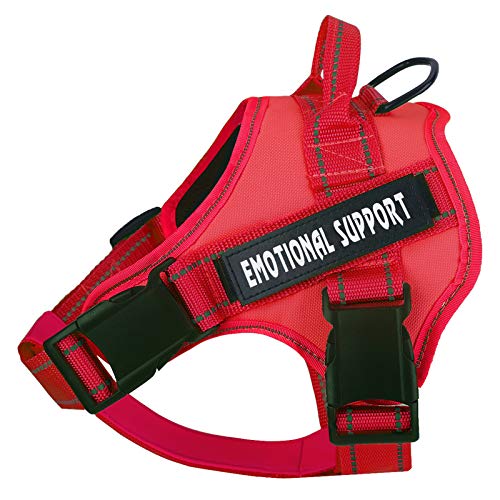 Best Dogs for Emotional Support