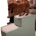 Best Dogs for Seniors in Apartments