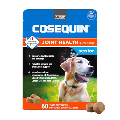 Best Dogs for Seniors Over 60