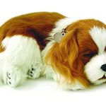Best Dogs for Seniors Who Love to Cuddle