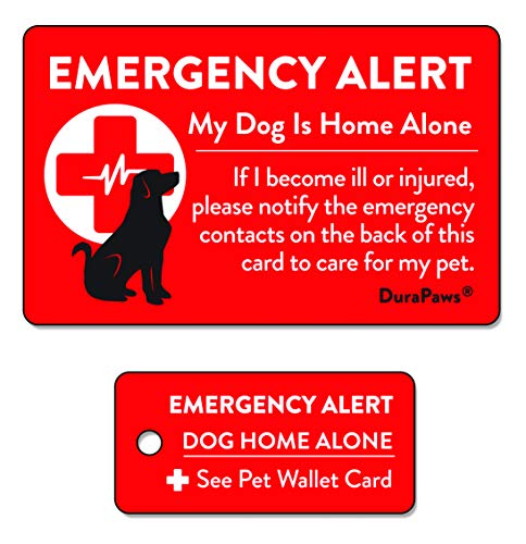 Best Dogs for Your Wallet