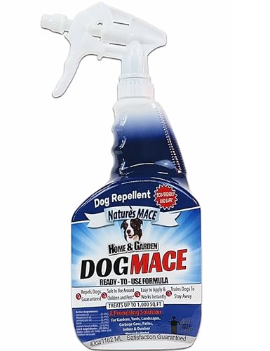 Best Dogs to Train for Protection