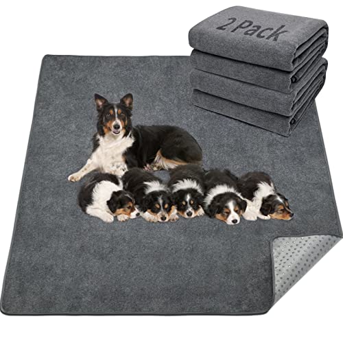 Best Flooring for Dogs That Pee